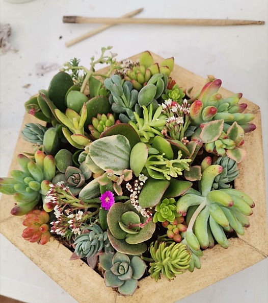 Cuadro vivo hexagonal terminado, con suculentas de distintas variedades y tonos verdes, grises y rosados, sobre la mesa de trabajo.